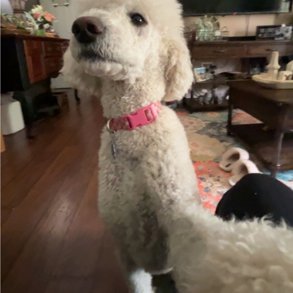 Meet your Posher, Emma